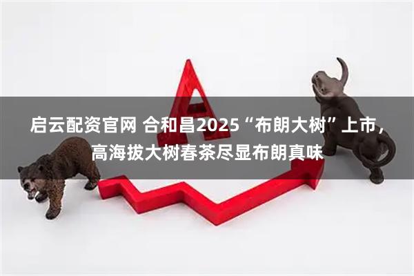 启云配资官网 合和昌2025“布朗大树”上市,高海拔大树春茶尽显布朗真味